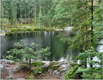 Forest lake