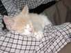 Finns love all living things very much.