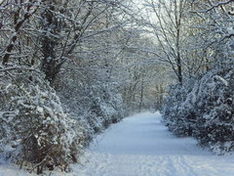 Forest in winter