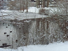 Winter in the park