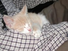 Finns love all living things very much.