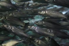 Fish...