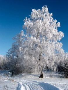 Winter view